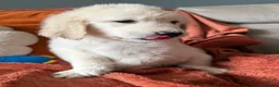 Golden Retriever dogs for sale: KC Golden retriever pups, fame & champion lines - Advert 4