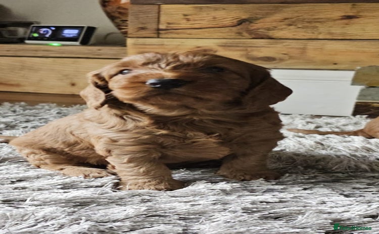 Cockapoo dogs - Advert 7