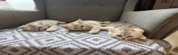 Scottish Fold cats for sale: Beautiful Scottish Fold/Straight Kittens  - Advert 8