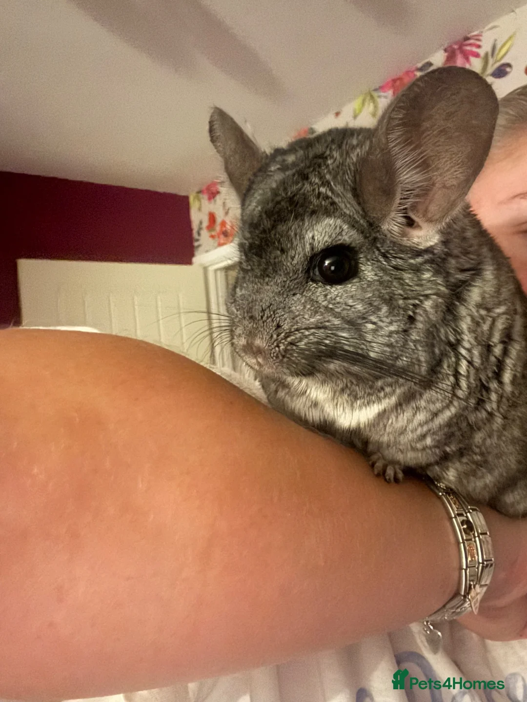 Chinchilla rodents for sale: female chinchilla 8yo - Advert 4