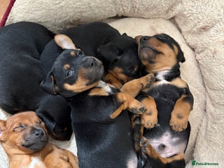 Jack Russell dogs - Advert 24