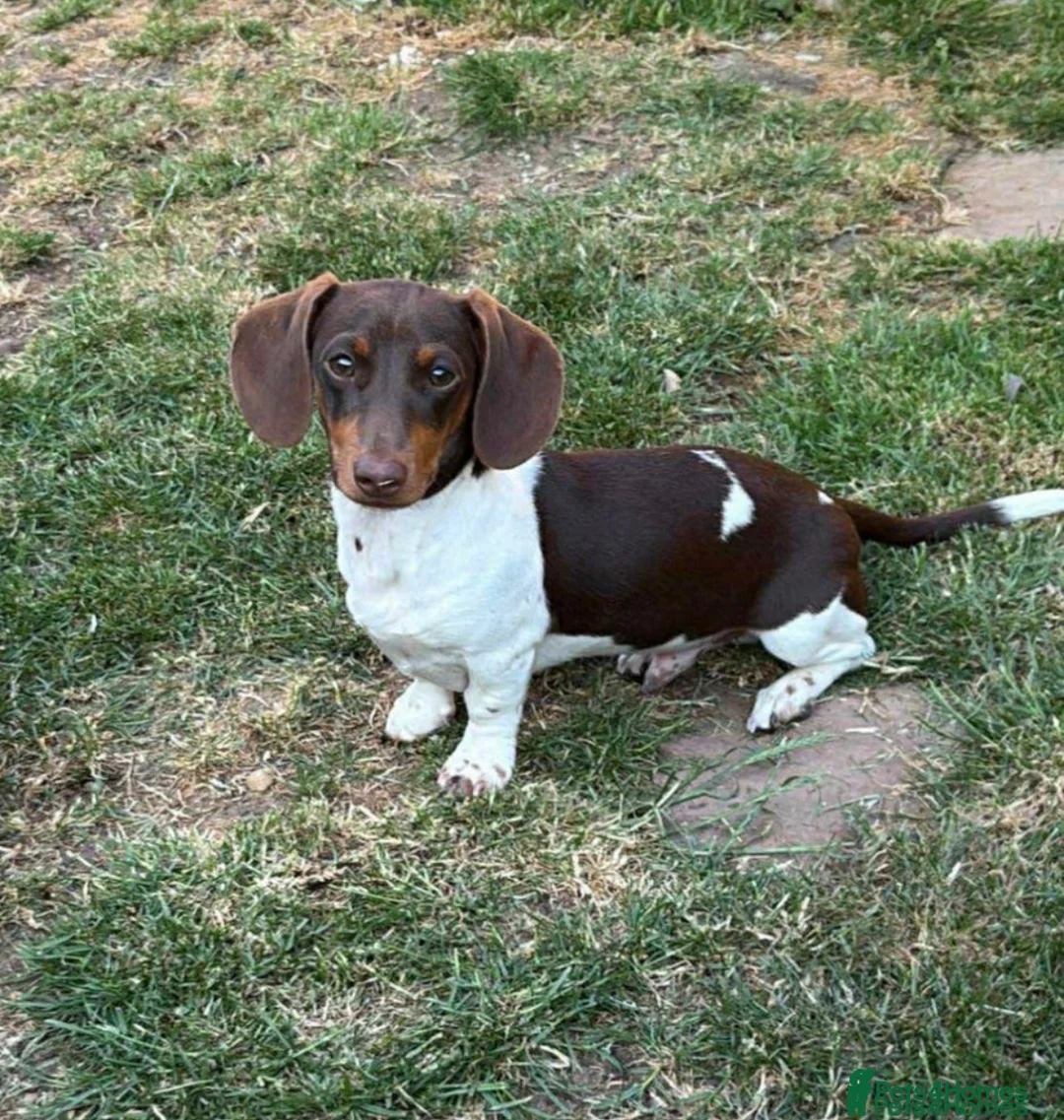 Miniature Dachshund dogs for stud: Mini dachshund  - Advert 2