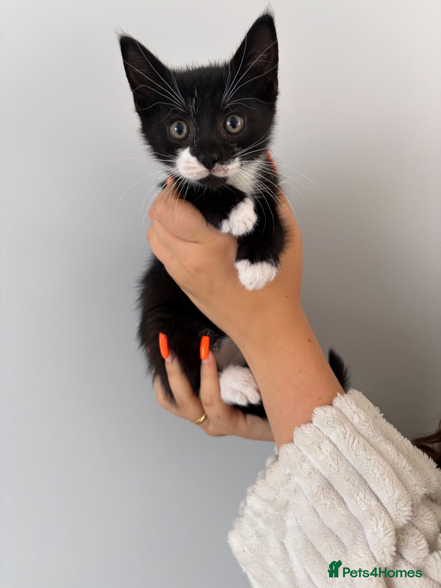Mixed Breed cats READY NOW Siamese cross kittens  - Advert 1