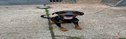 Dobermann dogs for sale: Doberman puppies for sale boys & girls  - Advert 17