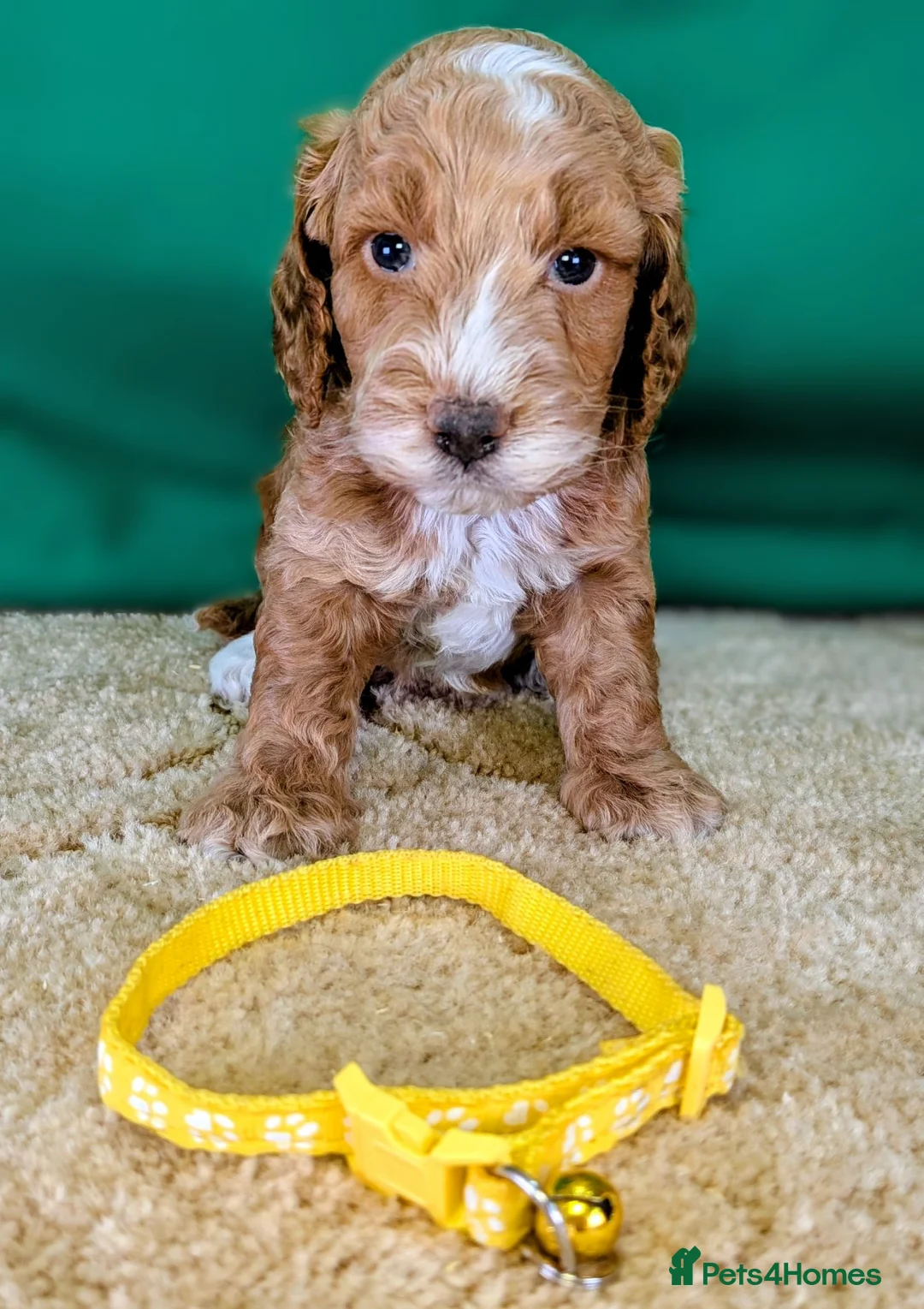 Cockapoo dogs for sale: Beautiful F1Cockapoo Puppies For Sale 🐶 - Advert 2