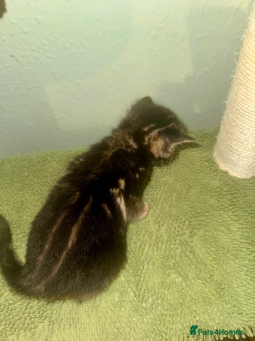 Bengal cats for sale: 3/4 bengal 1/4BSH - Advert 14