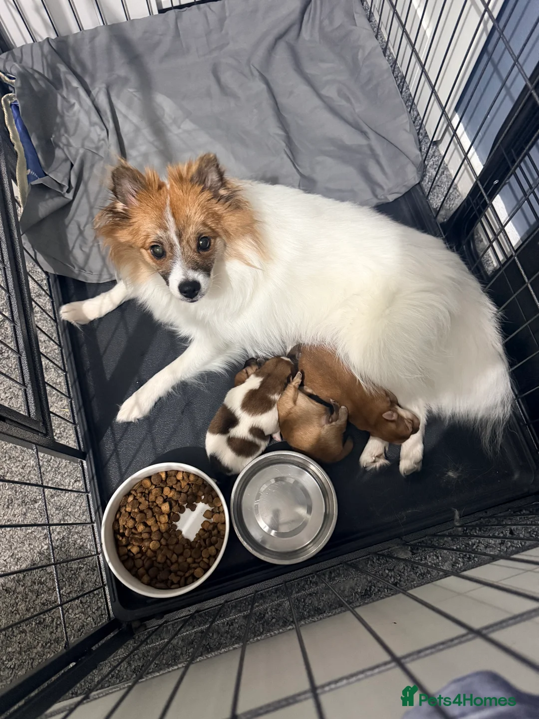 Mixed Breed dogs for sale: German spitz mix with pomchi  - Advert 1