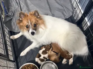 Mixed Breed dogs German spitz mix with pomchi - Advert 18