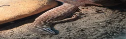 Monitor reptiles for sale: Red ackie & 4x2x2 enclosure  in Woking - Advert 2