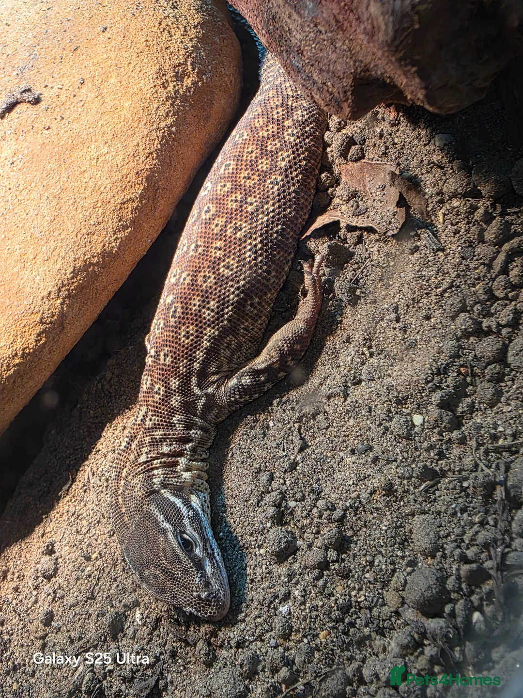 Monitor reptiles for sale: Red ackie & 4x2x2 enclosure  in Woking - Advert 2