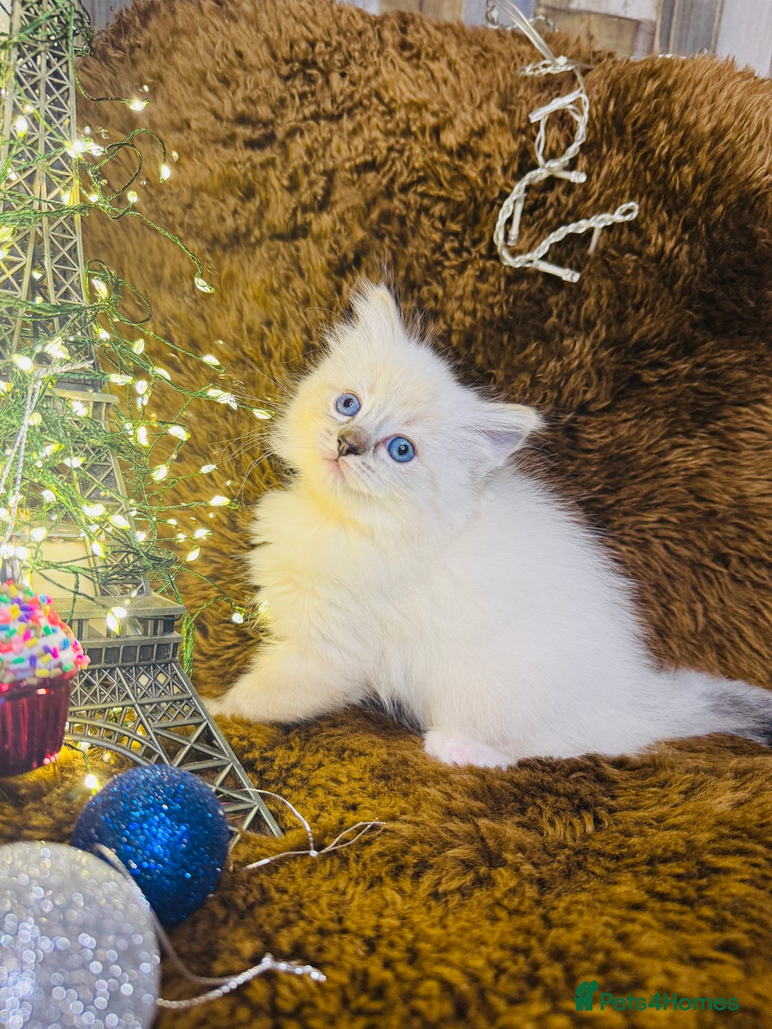 Ragdoll cats for sale: GCCF Pure Ragdoll Seal/Blue Point Lynx Mitted - Advert 20