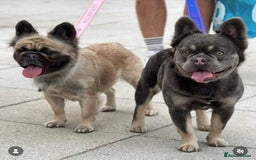 French Bulldog dogs for sale: Full fluffy french bulldogs top quality 2 left  - Image 2