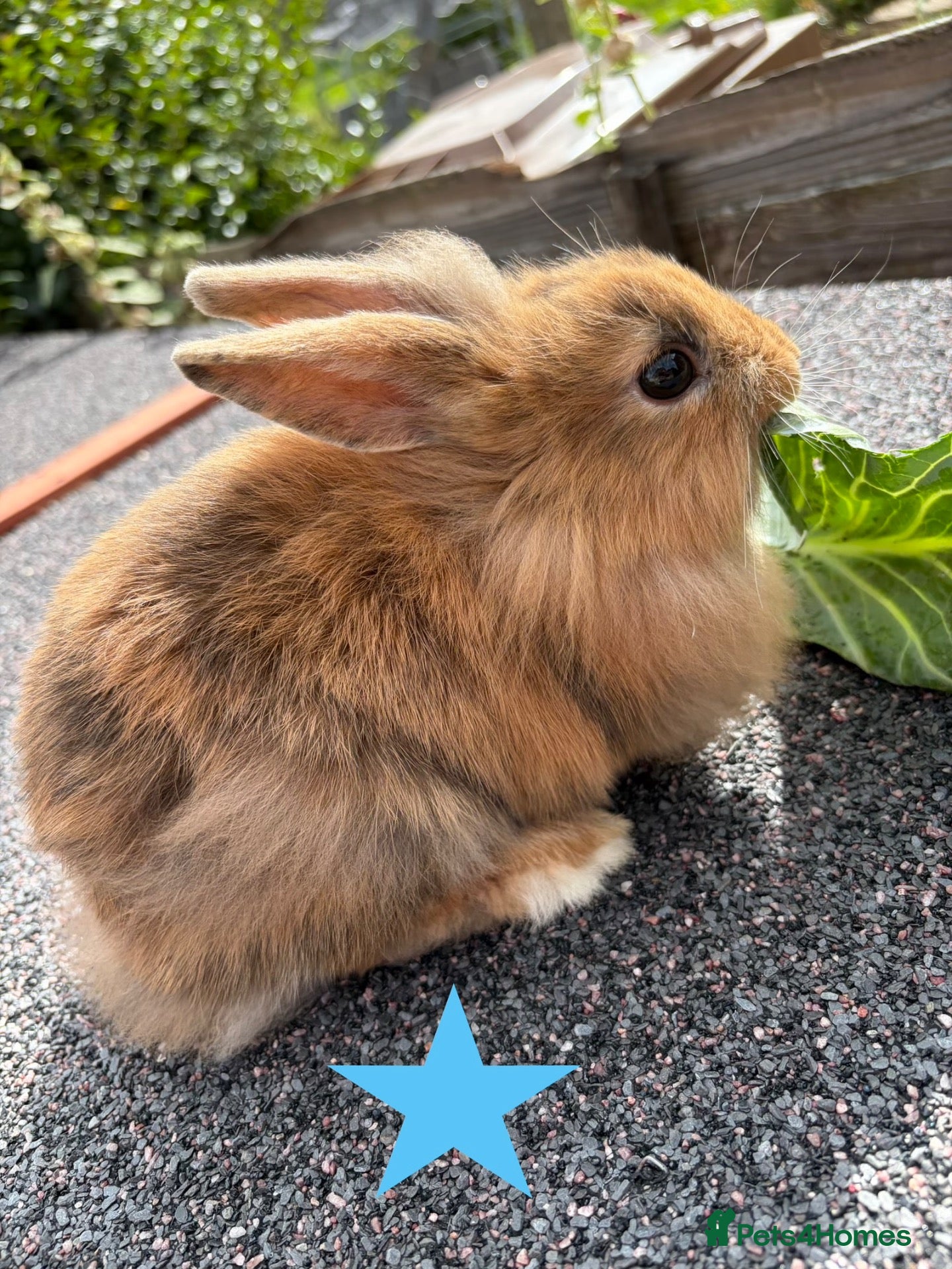 Mixed Breed rabbits mixed breed lionhead/netherland dwarf bunnies  - Advert 21