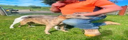 Whippet dogs for sale: Exceptional litter of KC whippets  in Shrewsbury - Advert 5