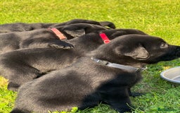 Labrador Retriever dogs for sale: KC Reg Pups, Excellent Pedigree, Ready This Week - Image 10