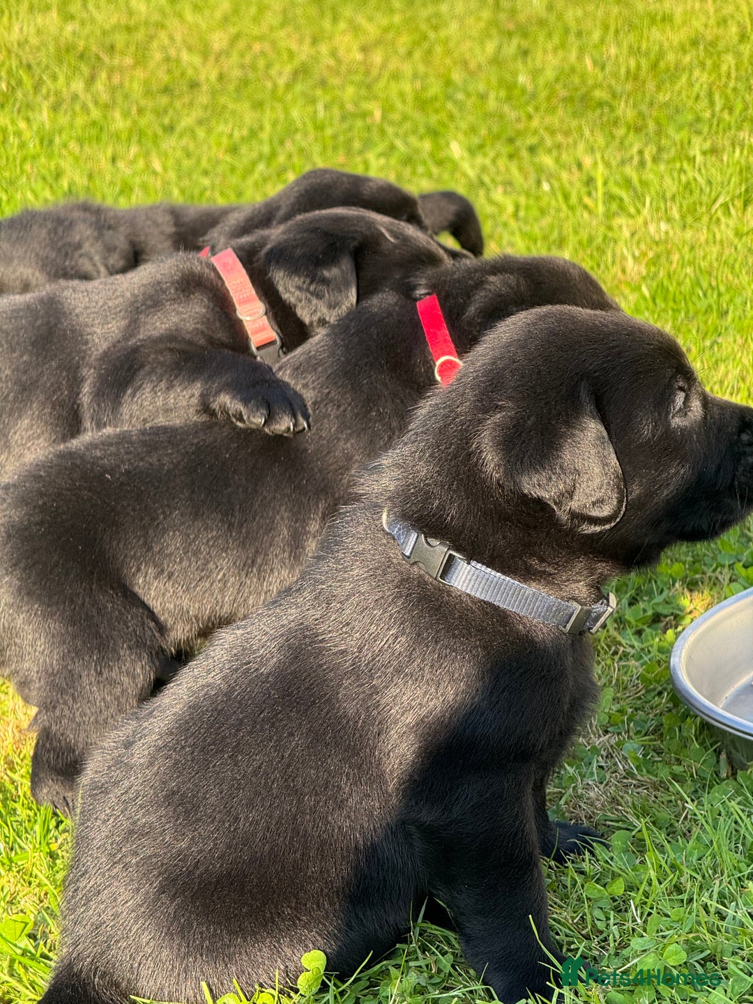 Labrador Retriever dogs for sale: KC Reg Pups, Excellent Pedigree, Ready This Week - Image 10