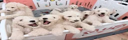 Standard Poodle dogs for sale: 🥇 White KC Standard Poodle Puppies – Ready Now ✨ - Advert 19