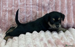 Jack Russell dogs for sale: Quality litter of beautiful Jack Russell puppies  - Image 24