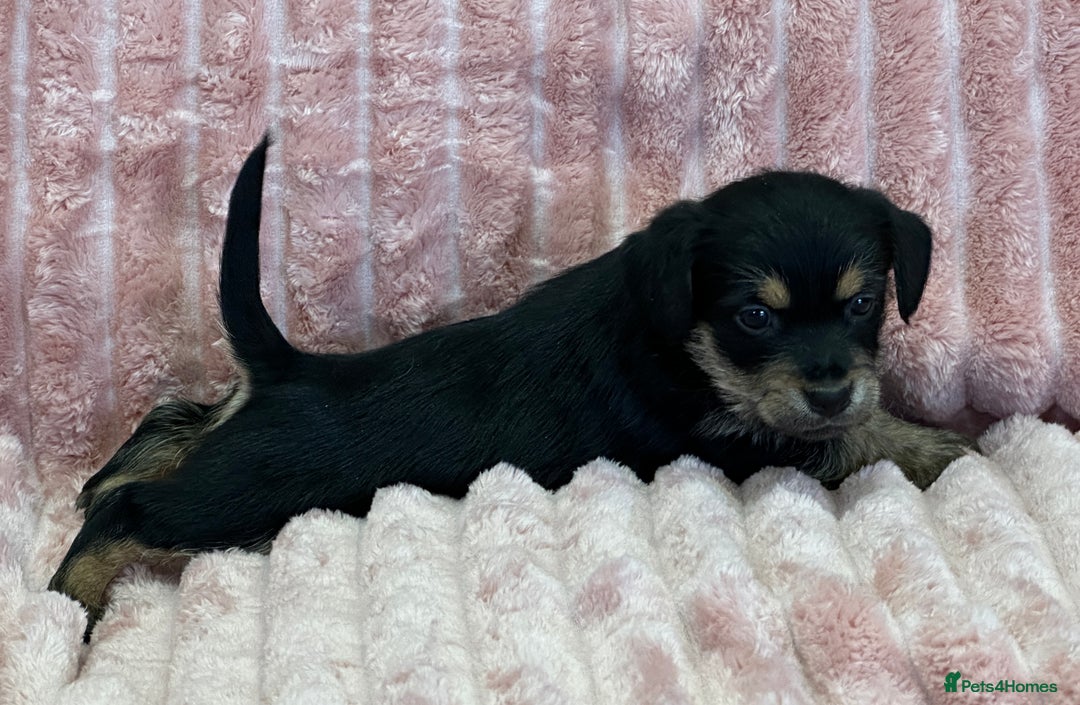 Jack Russell dogs for sale: Quality litter of beautiful Jack Russell puppies  - Image 24