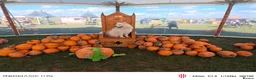 Samoyed dogs for stud: KC Registered Samoyed Male Available for Stud - Advert 3