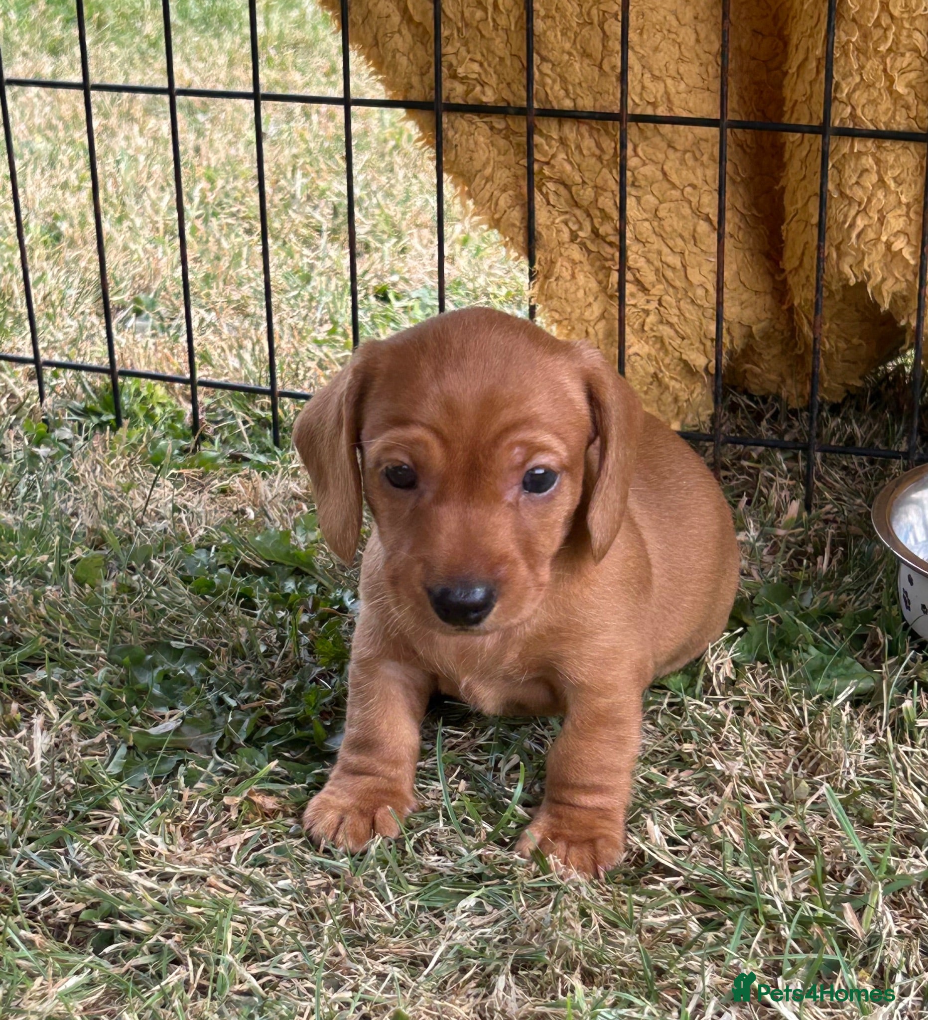 Miniature Dachshund dogs Beautiful pedigree KC miniature dachshund puppies  - Advert 10