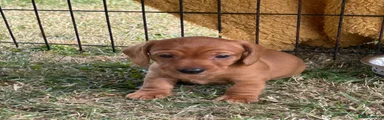Miniature Dachshund 2 black collar 