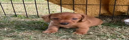 Miniature Dachshund dogs for sale: Beautiful pedigree KC miniature dachshund puppies  in Ilkeston - Advert 2