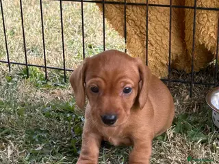 Miniature Dachshund dogs Beautiful pedigree KC miniature dachshund puppies - Advert 1