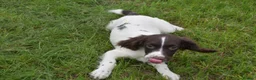 English Springer Spaniel dogs for sale: Working English springer spaniels  - Advert 27