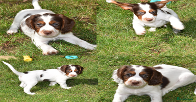 Cocker Spaniel dogs - Advert 15
