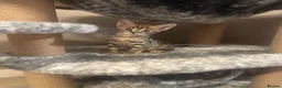 Savannah cats for sale: 🏵️ WORLDS BEST LINES 🏵️ Savannah F2 & F3 Kittens - Advert 13