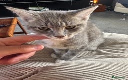 Mixed Breed cats for sale: 1 male grey and twin black girls  - Image 3