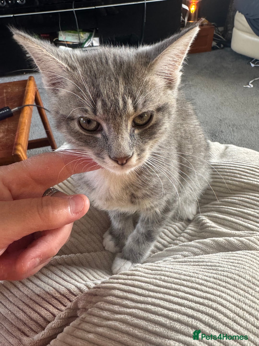Mixed Breed cats for sale: 1 male grey and twin black girls  - Image 3