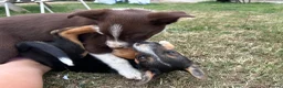 Mixed Breed dogs for sale: One female collie pup for sale  - Advert 6