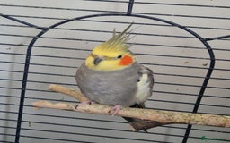 Cockatiels birds for sale: Cockatiels available - Image 2