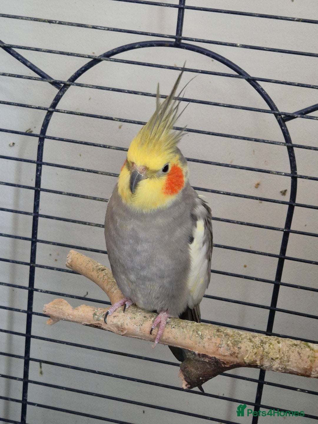 Cockatiels birds for sale: Cockatiels available - Image 2