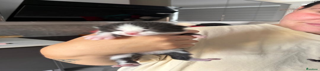 Mixed Breed Kitten 1