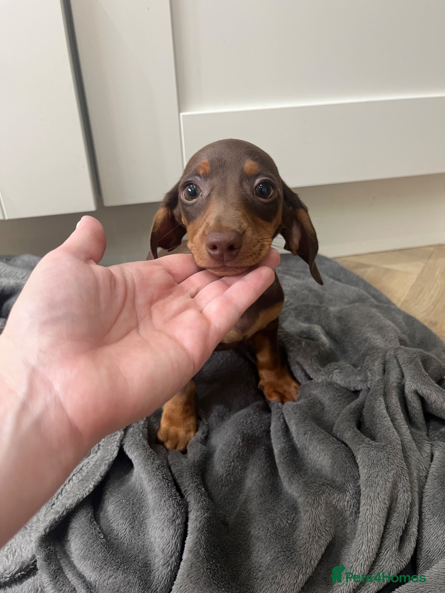 Miniature Dachshund dogs KC Registered Miniature Dachshund girls - Advert 14