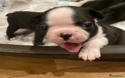 Boston Terrier dogs for sale: Beautiful Boston Terrier puppies  - Image 3