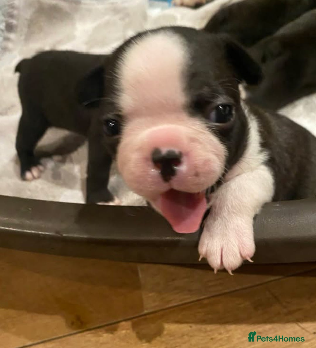 Boston Terrier dogs for sale: Beautiful Boston Terrier puppies  - Image 3