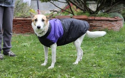 Mixed Breed dogs for adoption: 💖🐶 ALAYA 🐶💖 - Image 27