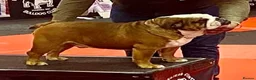 English Bulldog dogs for stud: 🎊MULTI CH UK CHAMPION VICE WORLD WINNER 2023🎉 in Rushden - Advert 5
