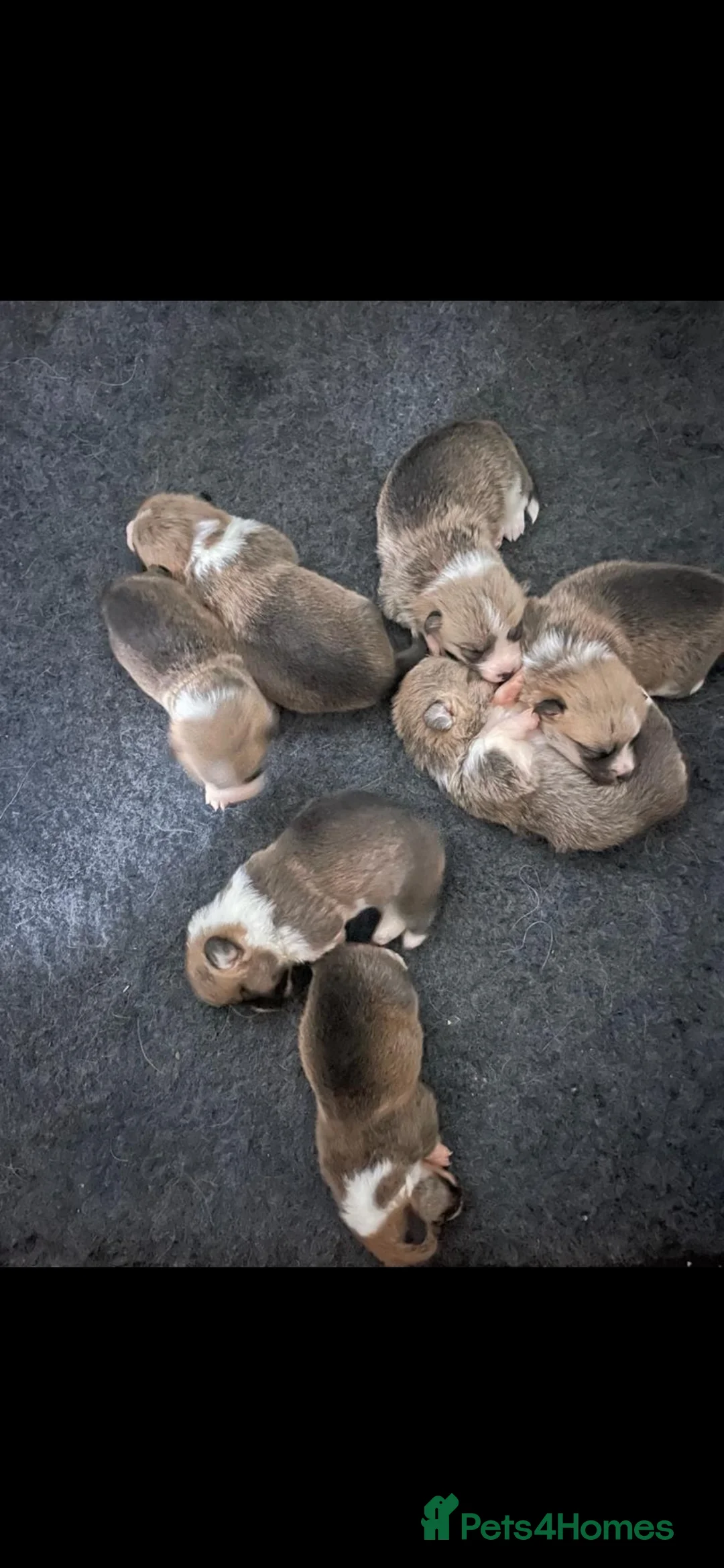 Welsh Corgi Pembroke dogs for stud: TOP QUALITY PROVEN !!! KC Pembroke Corgi for stud in Rugby - Advert 24