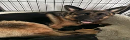 German Shepherd dogs for sale: German shepherd Adult - Advert 6