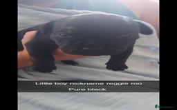 Staffordshire Bull Terrier dogs for sale: Staffordshire bull terrier puppies  - Image 3