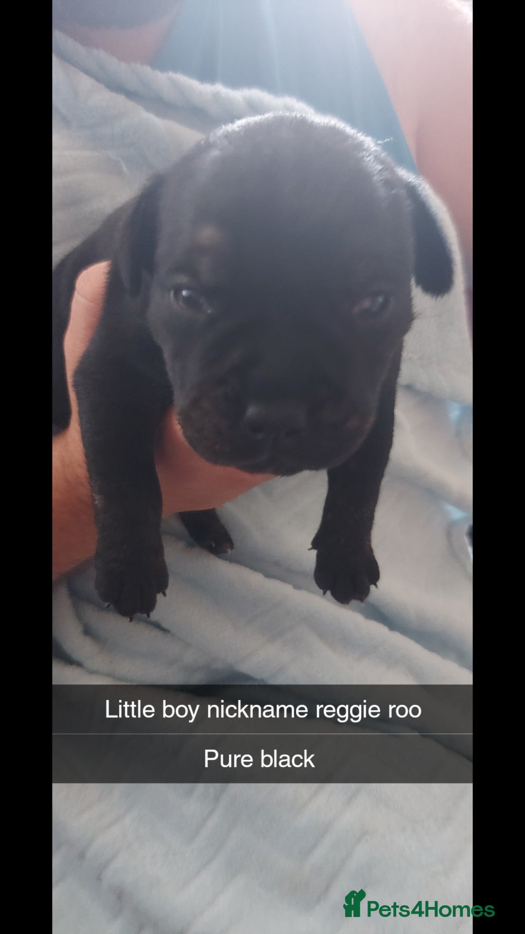 Staffordshire Bull Terrier dogs for sale: Staffordshire bull terrier puppies  - Image 3