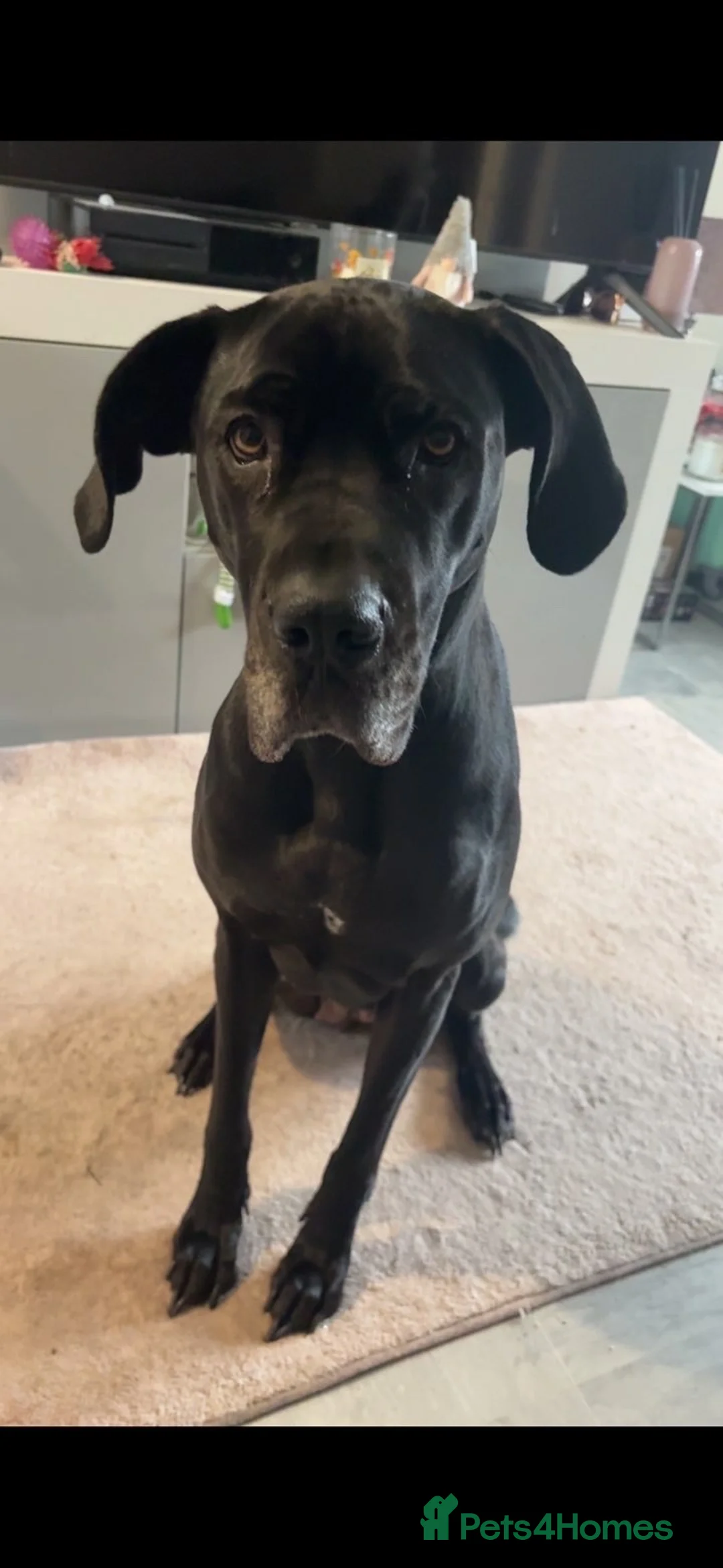 Mixed Breed dogs for sale: 5 year old female Great Dane - Advert 1