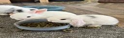 Mini Lop rabbits for sale: Beautiful babies born 29/05 - Advert 5