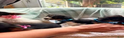 Jack Russell dogs for sale: Beautiful little jackrustle - Advert 6