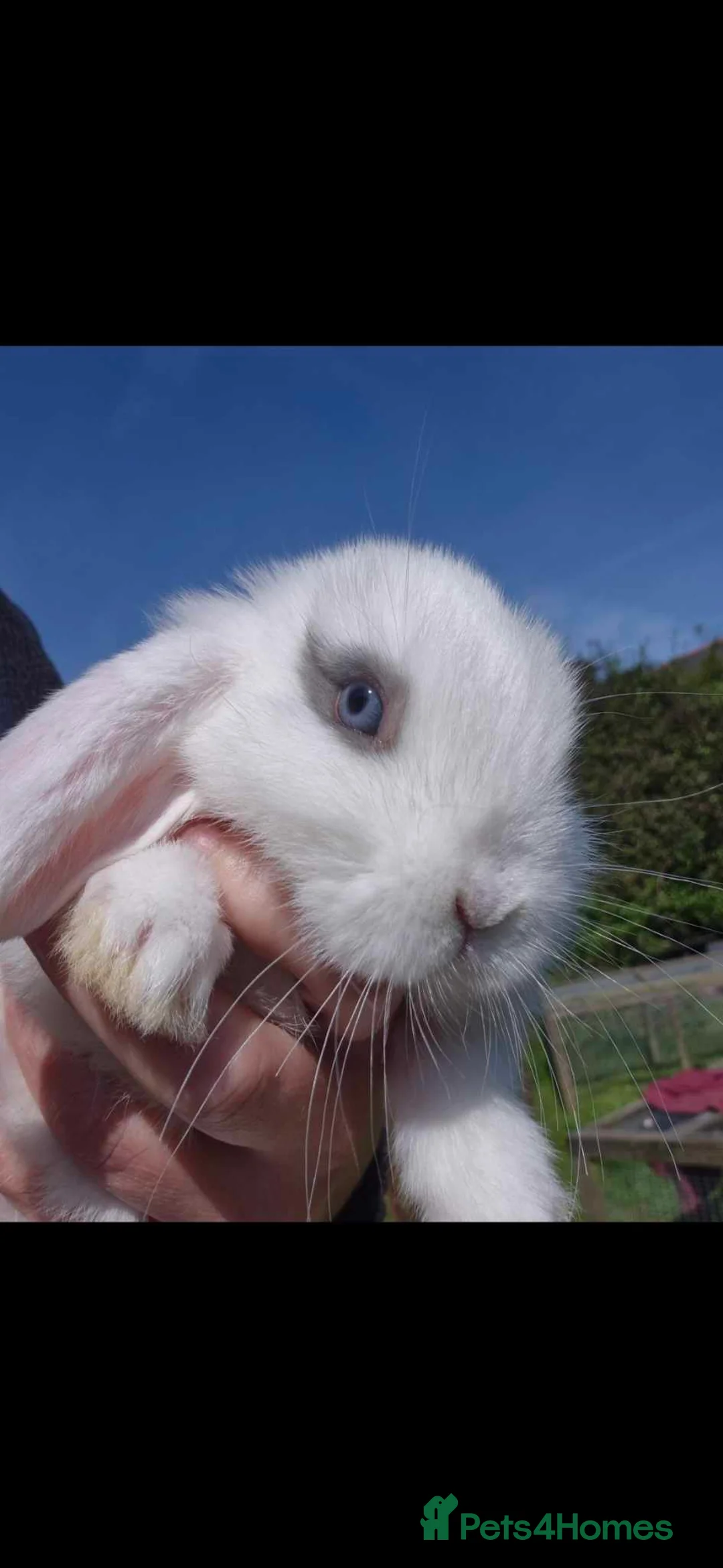 Mini Lop rabbits for sale: Charlie doe mini lop - Advert 2